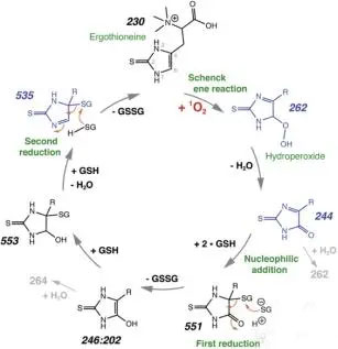 Efficacy-of-ergothioneine-2.jpg