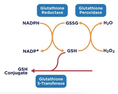 Glutathione’s-mechanism-of-action.jpg