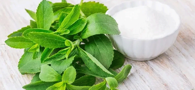 Stevia.gif