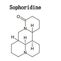 What-is-Sophoridine.jpg